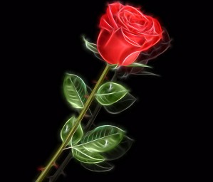 Red Rose Glow 07_OSG